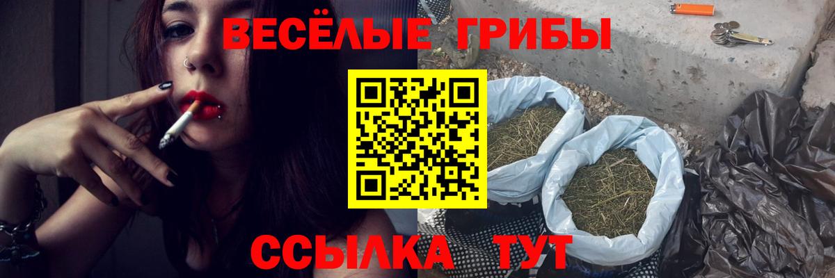 Галлюциногенные грибы Psilocybe Северобайкальск